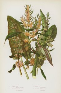 Flowering Plants of Great Britain: Fiddle Dock, Broad Leaved Dock, Golden Dock, Yellow Marsh Dock (colour litho) 作者 英语学校