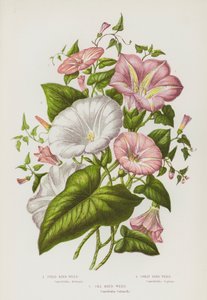 大不列颠的开花植物。田野风铃草、大风铃草、海风铃草(彩色平版) 作者 English School