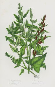 大不列颠的开花植物：无花果叶鹅掌楸、橡树叶鹅掌楸、红鹅掌楸、水银鹅掌楸（彩色石印版） 作者 英语学校