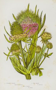 Flowering Plants of Great Britain: Fullers Teasel, Wild Teasel, Small Teasel (colour litho) 作者 英语学校