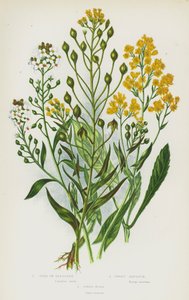 大不列颠的开花植物：快乐黄金、甜香蜂草、Dyer