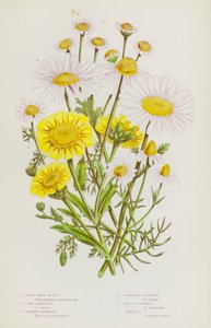 Flowering Plants of Great Britain: Great White Ox-Eye, Corn Marigold, Common Feverfew, Scentless Mayweed, Wild Chamomile, Common Chamomile (colour litho) 作者 英语学校