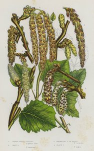 Flowering Plants of Great Britain: Great White Poplar, Grey Poplar, Trembling Poplar or Aspen, Black Poplar (colour litho) 作者 英语学校