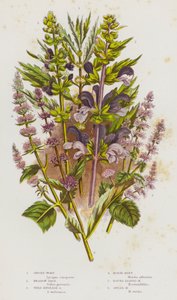 大不列颠的开花植物：茜草、草甸鼠尾草、英国野鼠尾草、马薄荷、圆叶薄荷、矛薄荷（彩色石印版） 作者 英语学校