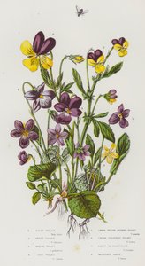 英国的开花植物：毛紫罗兰、甜紫罗兰、沼泽紫罗兰、狗紫罗兰、矮黄刺紫罗兰、奶油色紫罗兰、三色紫罗兰或 Heartsease、山三色紫罗兰（彩色石版画） 作者 英语学校