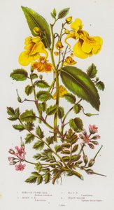 英国的开花植物：铁杉鹳鸟、麝香鹳鸟、海鹳鸟、黄香脂（彩色石版画） 作者 英语学校