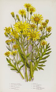 大不列颠的开花植物： Inlegant Ragwort, Hoary Ragwort, Common Ragwort, Marsh Ragwort, Great Fen Ragwort, Broad Leaved Groundsel (colorlitho) 作者 英语学校