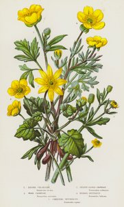 大不列颠的开花植物：小白屈菜、木鸦脚、芹叶鸦脚、球毛茛、匍匐毛茛（彩色石印版） 作者 英语学校