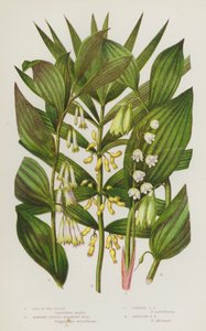 大不列颠的开花植物：山谷百合、狭叶所罗门印章、普通所罗门印章、角状所罗门印章（彩色石印版） 作者 英语学校