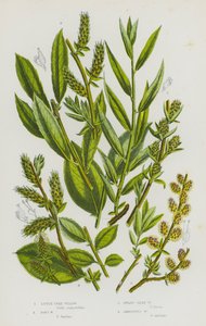 大不列颠的开花植物：小树柳、唐氏柳、矮丝柳、暧昧柳（彩色石印本） 作者 英语学校