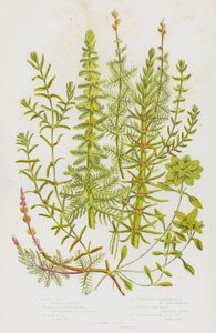 英国的开花植物： Mares Tall、Whorled Water Milfoil、Spiked Water Milfoil、Alternate Flowered Water Milfoil、Water Star-Wort、Pedunculated Water Star Wort、Autumnal Water Sort Wort（彩色石版画） 作者 英语学校