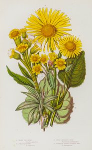 英国的开花植物：沼泽跳蚤草、田间跳蚤草、大豹的祸根、车前草叶豹的祸根（彩色石版画） 作者 英语学校