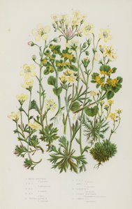 英国的开花植物：苔藓虎耳草，苔藓虎耳草，苔藓虎耳草，苔藓虎耳草，簇生高山虎耳草，簇生高山虎耳草，苔藓高山虎耳草，天竺葵虎耳草，金虎耳草，普通金虎耳草（彩色石印） 作者 英语学校