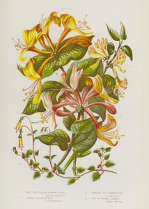大不列颠的开花植物：淡叶金银花、普通金银花、直立蝇金银花、双花连翘（彩色石版画） 作者 英语学校