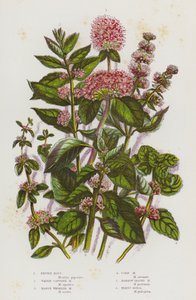英国的开花植物：胡椒薄荷、水头薄荷、马什轮叶薄荷、玉米薄荷、窄叶薄荷、皇家便士（彩色石版画） 作者 英语学校