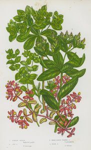 大不列颠的开花植物：紫刺玫、太阳刺玫、阔叶疣刺玫、爱尔兰刺玫（彩色石印本） 作者 英语学校