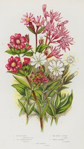 Flowering Plants of Great Britain: Ragged Robin, Red German Catchfly, Red Alpine Catchfly, White Catchfly, Red Campion (colour litho) 作者 英语学校