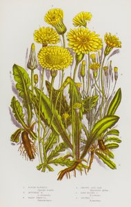 大不列颠的开花植物。粗糙的Hawkbit，秋天的Hawkbit，有毛的Thrincia，光滑的Cats-Ear，长根的Cats-Ear，有斑点的Cats-Ear（彩色平版）。 作者 英语学校