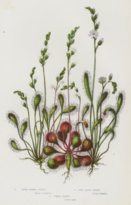 大不列颠的开花植物：圆叶日出露、长叶日出露、大日出露（彩色石印本） 作者 英语学校