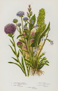 大不列颠的开花植物：圆头绶带、尖头绶带、一年生莨菪、吖啶龙舌兰、水龙舌兰（彩色石印本） 作者 英语学校