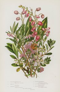 大不列颠的开花植物：苏格兰梦泽花、爱尔兰梦泽花、蔓生杜鹃、沼泽凤仙花、奥斯特草莓树、黑熊莓、红熊莓（彩色石印版） 作者 英语学校