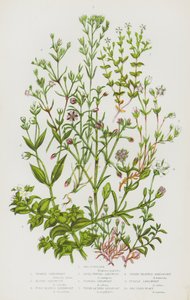 大不列颠的开花植物海马齿苋、春沙草、高山沙草、细叶沙草、平顶沙草、流苏沙草、百里香叶沙草、三脉沙草、紫沙草、海沙草（彩色石版画） 作者 英语学校