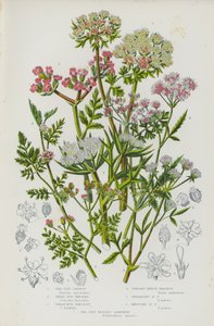 大不列颠的开花植物海边胡萝卜、小勃欧芹、大勃欧芹、直立绿篱欧芹、平展绿篱欧芹、打结绿篱欧芹、海边刺芹（彩色石印本） 作者 英语学校