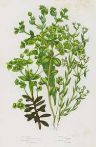 大不列颠的开花植物：海刺芹、波特兰刺芹、小刺芹、矮刺芹（彩色石印本） 作者 英语学校