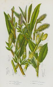 大不列颠的开花植物：丝叶茭白、长叶乌桕、铁锈色乌桕、普通乌桕（彩色石印版） 作者 英语学校