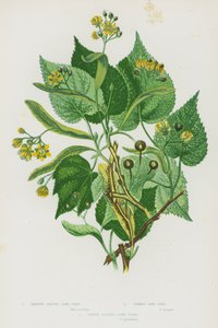 英国的开花植物：光叶椴树、普通椴树、大叶椴树（彩色石版画） 作者 英语学校
