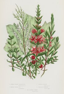 Flowering Plants of Great Britain: Spiked Purple Loosestrife, Hyssop Leaved Purple Loosestrife, Water Pursiane, English Tamarisk, Red Berried Briony (colour litho) 作者 英语学校
