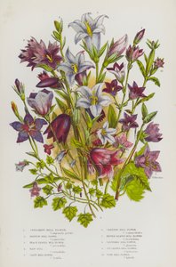 大不列颠的开花植物蔓延铃铛花、兰皮恩铃铛花、桃叶铃铛花、毛铃铛、巨型铃铛花、匍匐铃铛花、荨麻叶铃铛花、丛生铃铛花、常春藤叶铃铛花、玉米铃铛花（颜色 作者 英语学校