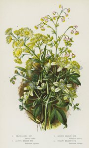 英国的开花植物：Traveler