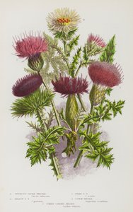 大不列颠的开花植物：块茎翎毛蓟、草甸翎毛蓟、矮翎毛蓟、棉花蓟、普通蓟（彩色石印本） 作者 英语学校
