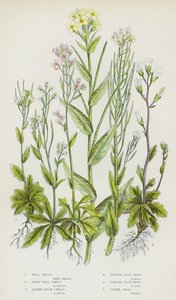 大不列颠的开花植物：墙芹、毛墙芹、高山岩芹、布里斯托尔岩芹、流苏岩芹、塔芹（彩色石印本） 作者 英语学校