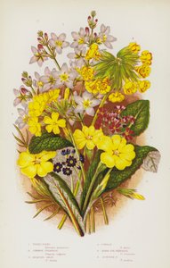 英国的开花植物：水紫罗兰、普通报春花、Jacquins Oxlip、Cowslip、鸟眼报春花、苏格兰报春花（彩色石版画） 作者 英语学校