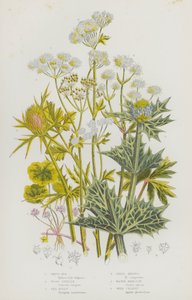 大不列颠的开花植物。白腐菌、木贼、海冬青、田螺、水蓑衣、野芹菜（彩色印刷品 作者 英语学校