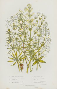 英国的开花植物：白水床-稻草、直立床-稻草、大树篱床-稻草、交叉叶床-稻草、壁床-稻草、疣状果床-稻草、光滑果床-稻草（彩色石版画） 作者 英语学校