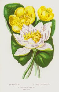 大不列颠的开花植物：白睡莲、普通黄睡莲、最少见的黄睡莲（彩色石印版） 作者 英语学校
