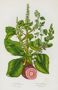 Flowering Plants of Great Britain: Wild Amaranth, Beet, Stinking Goosefoot, Many Seeded Goosefoot (colour litho) 作者 英语学校