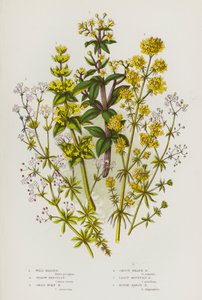大不列颠的开花植物：野麦冬、黄贝德草、十字花科贝德草、斯穆特沼泽贝德草、最矮山贝德草、粗沼泽贝德草（彩色石印本） 作者 英语学校