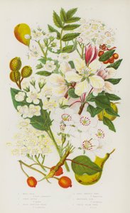 大不列颠的开花植物：野梨、蟹苹、野役树、真役树、山梣、白梁树（彩色石版印刷品） 作者 英语学校