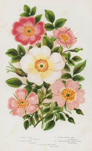 大不列颠的开花植物：威尔逊玫瑰、萨宾玫瑰、绒毛玫瑰、小花甜蔷薇、白玫瑰（彩色石版画） 作者 英语学校