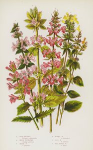 Flowering Plants of Great Britain: Wood Betony, Hedge Woundwort, Marsh Woundwort, Downy Woundwort, Corn Woundwort, Pale Annual Woundwort (colour litho) 作者 英语学校