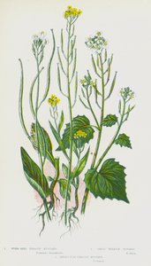 英国的开花植物：蠕虫种子糖浆芥末、大蒜糖浆芥末、野兔耳糖浆芥末（彩色石版画） 作者 英语学校