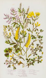 大不列颠的开花植物：黄镰麦地克、琉璃苣、黑麦地克、斑点麦地克、小勃麦地克、网纹麦地克、鸟足葫 芦菜、黄美利乐、白美利乐、田园美利乐（彩色石版印刷）。 作者 英语学校