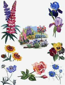 花卉 作者 英语学校