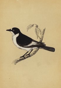 捕蝇草（彩色印刷版） 作者 英语学校
