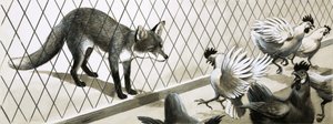 狐狸盯着鸡 作者 英语学校