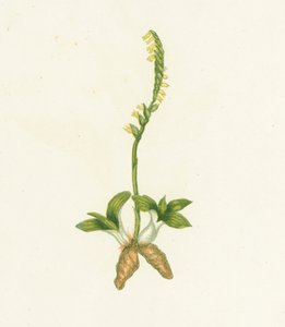 Fragrant Ladys Tresses，Neottia Spiralis 作者 英语学校